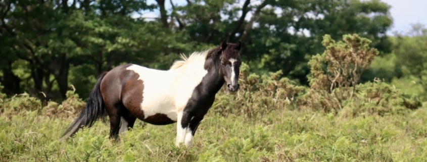 pottoka basque horse