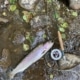 Trout in a basque river