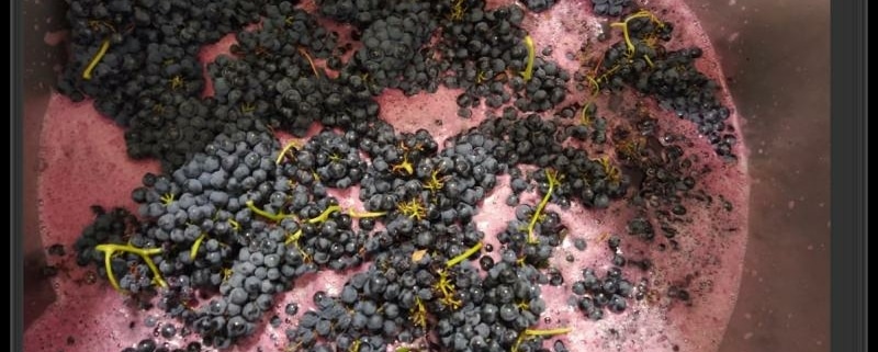 Carbonic Maceration Wines in Spain