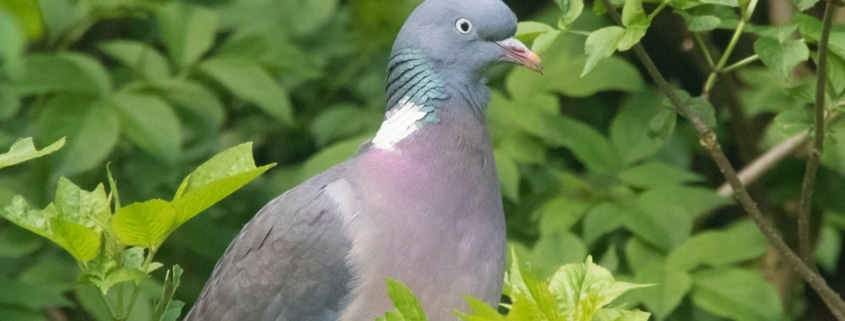 woodpigeon hunting in the Pyrenees