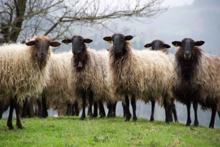 basque cheese
